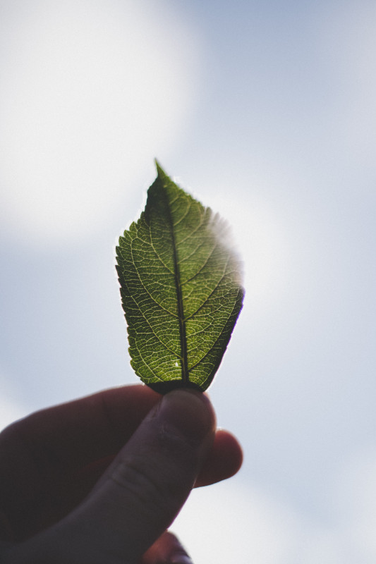 Ecologie et environnement