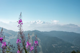 2022-07-24-paysage-mont-blanc-fleurs-gets-cplaurabureau-343-9173250