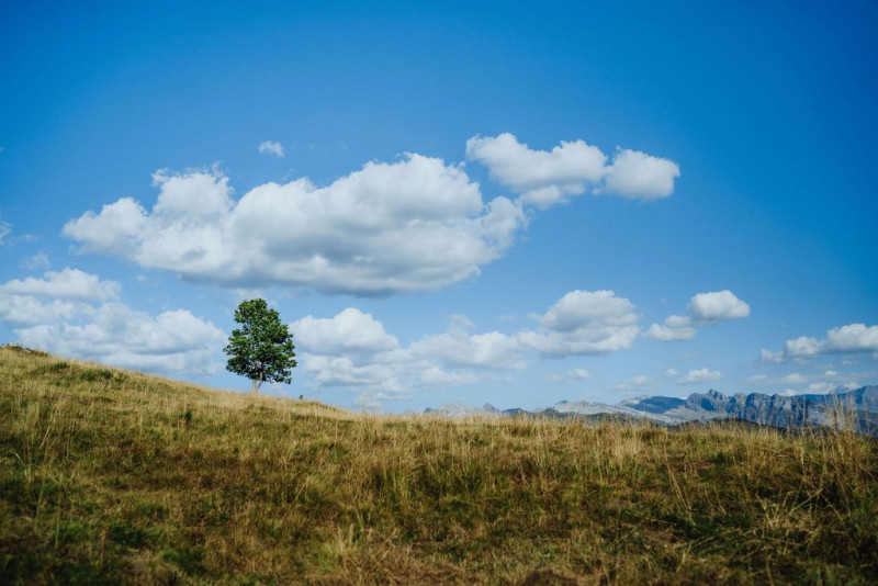 arbre-solo-16692883