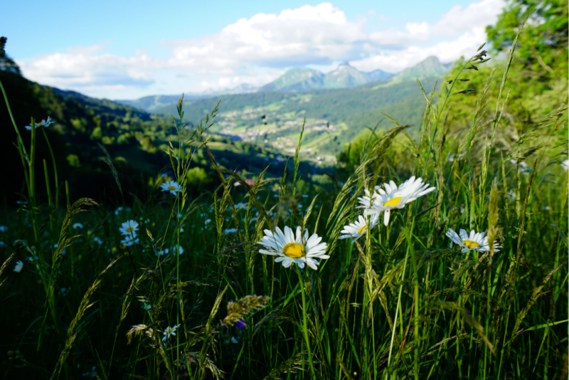 fleur-les-gets-15501587