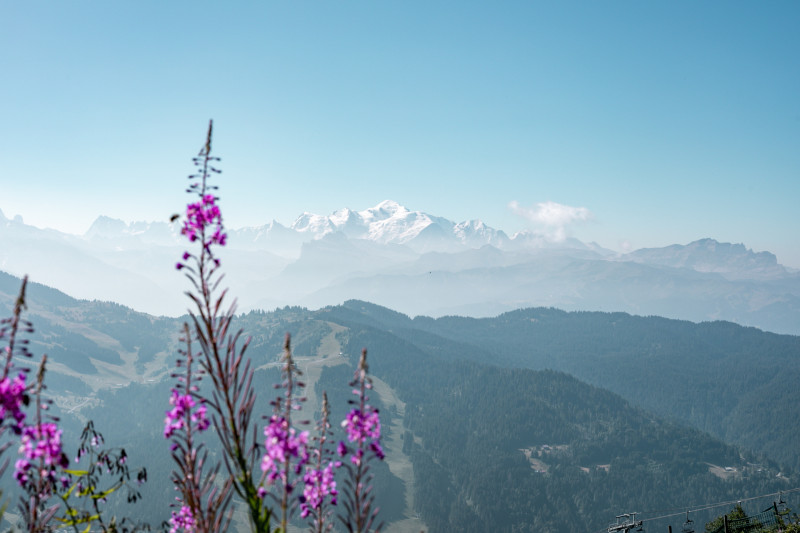 paysage-mont-blanc-fleurs-gets